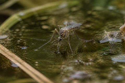 Flies & Mosquitoes guides