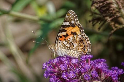 Where Do Painted Lady Butterflies Live? Habitat and Distribution Guide