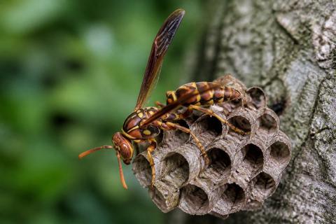 Where Do Paper Wasps Live? Habitat and Distribution Guide