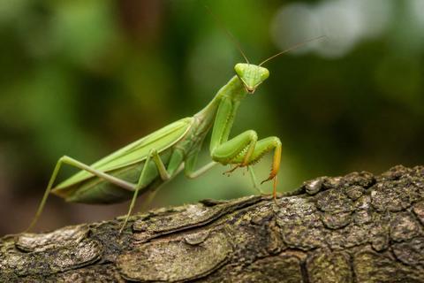 Praying Mantises guides