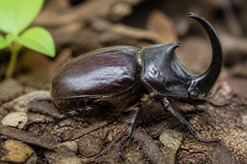 Where Do Rhinoceros Beetles Live? Habitat and Distribution Guide