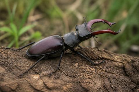 Where Do Stag Beetles Live? Habitat and Distribution Guide