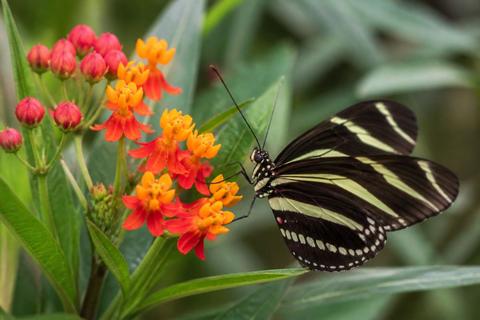 Butterflies guides
