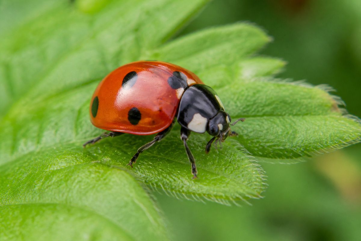 The Anatomy and Behavior of Ladybugs: How They Hunt and Defend