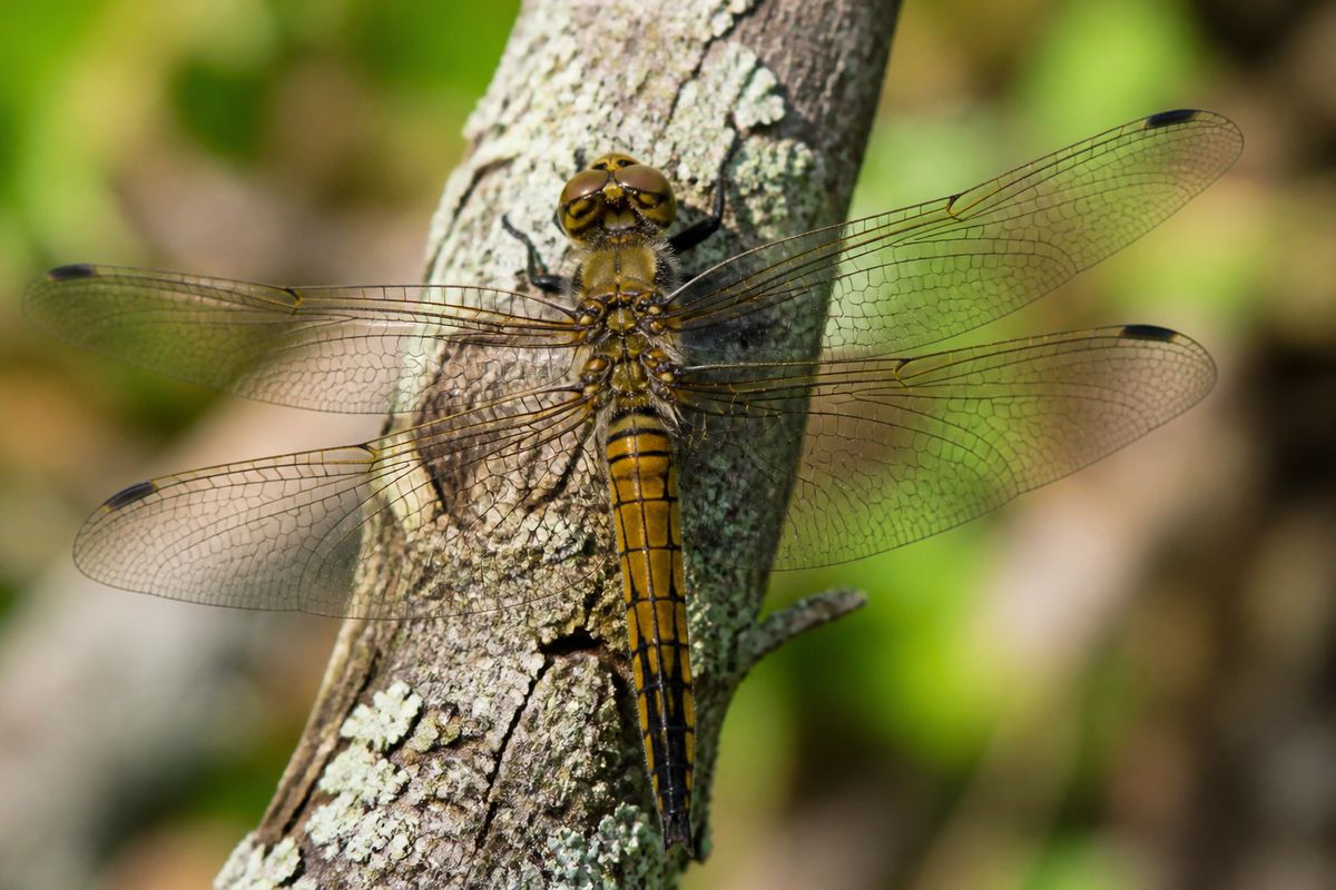 The Connection Between Insects and Spiritual Beliefs Worldwide