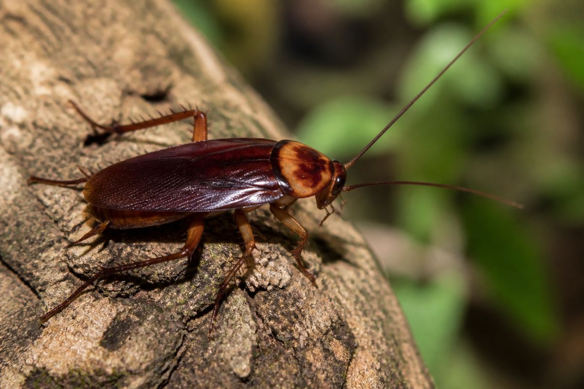 The Digestive System of Cockroaches Explained, Gut by Gut