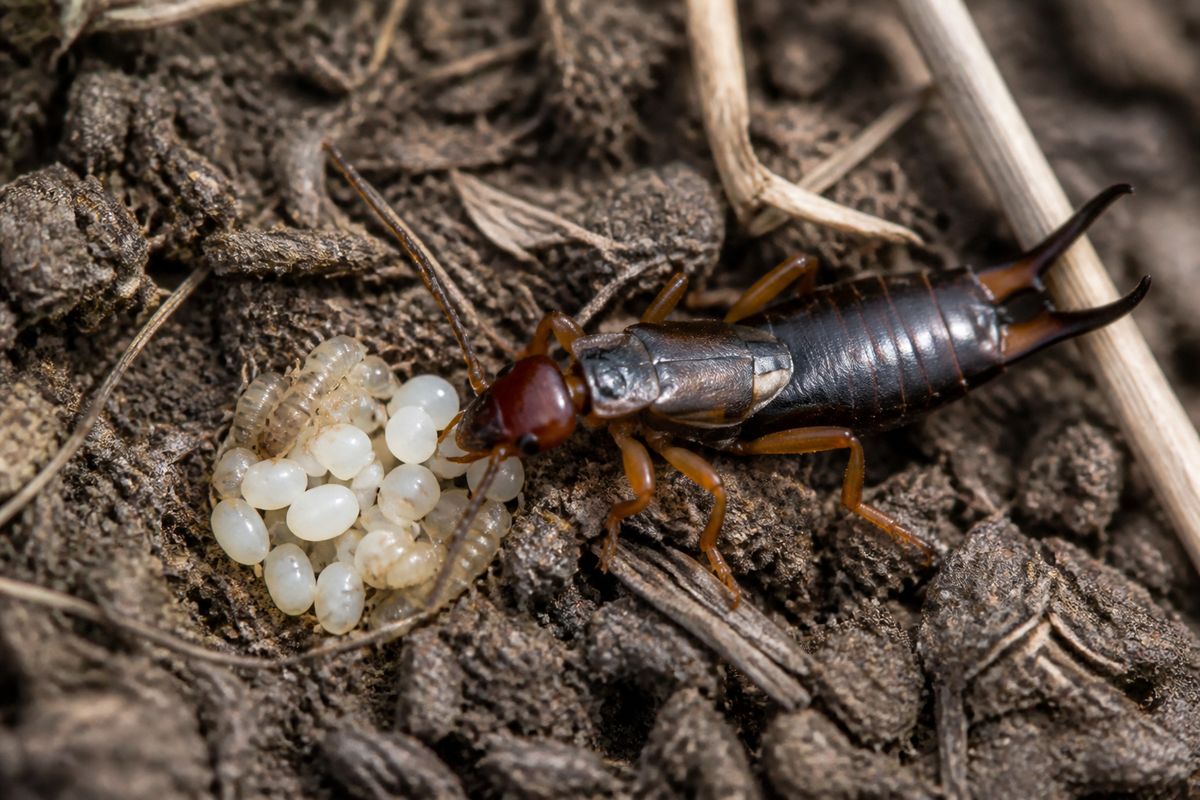 The Evolution of Parental Care in Insect Species