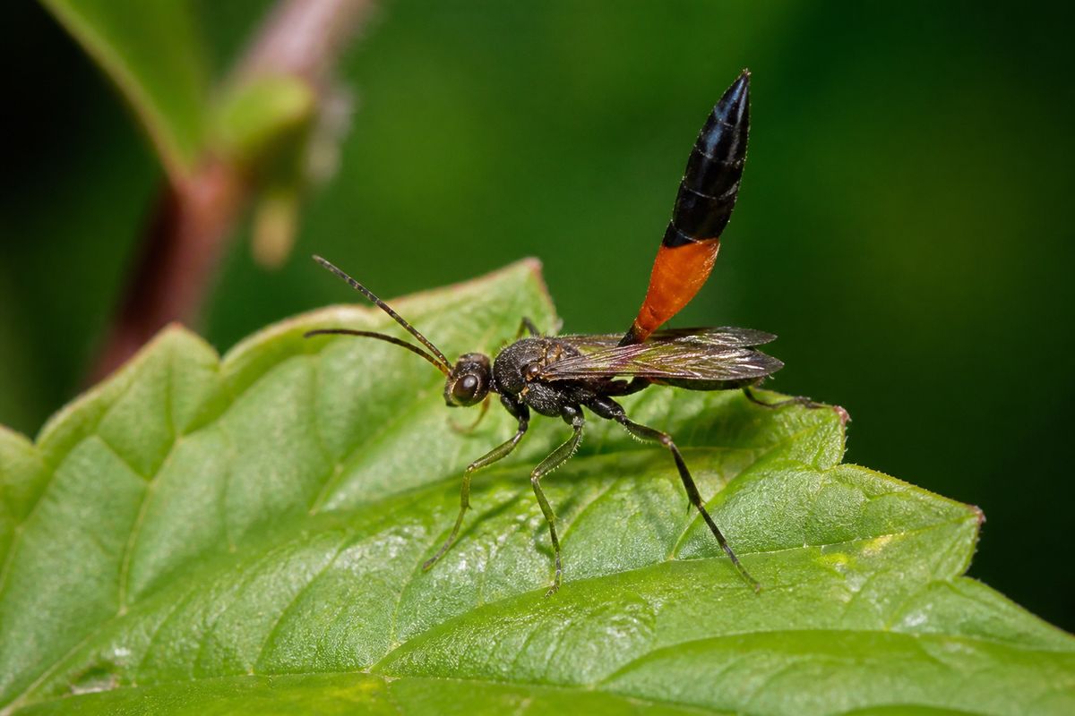 The Importance of Territorial Behavior in Insects