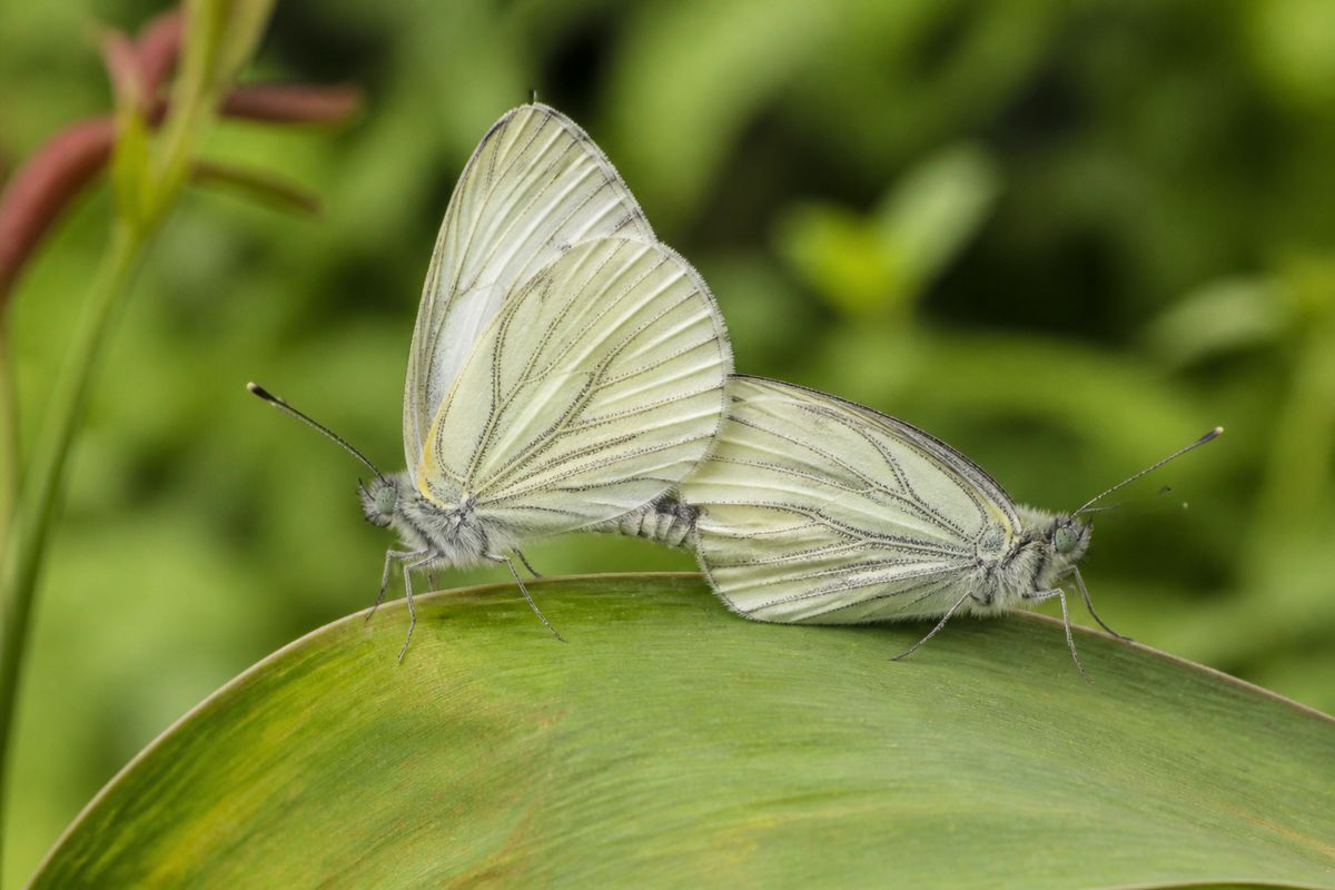 The Reproductive Anatomy of Butterflies: Claspers to Spermatheca