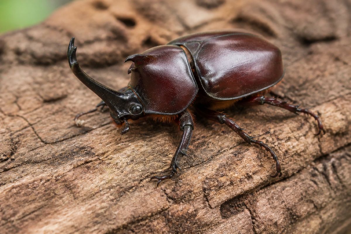 The Use of Insects in Traditional Medicine Across Cultures