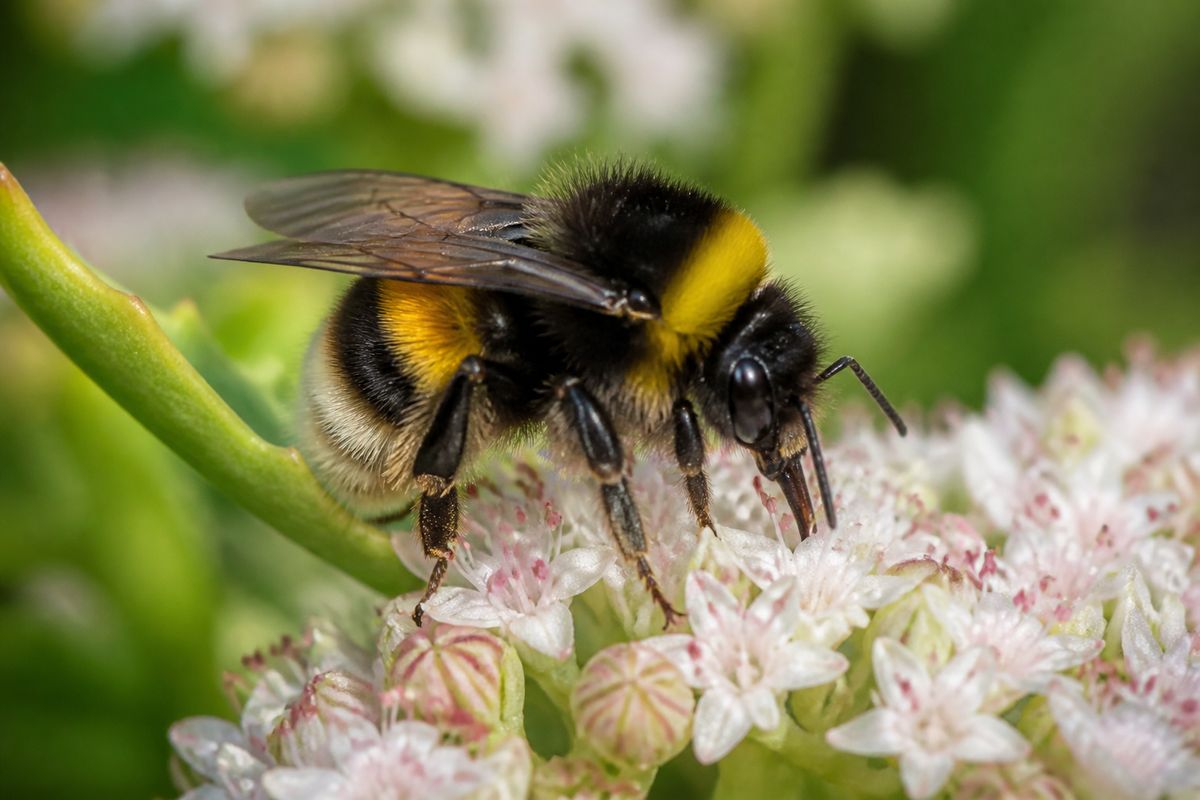 Top 10 Facts About Bumblebees: Buzz Pollination, Colonies