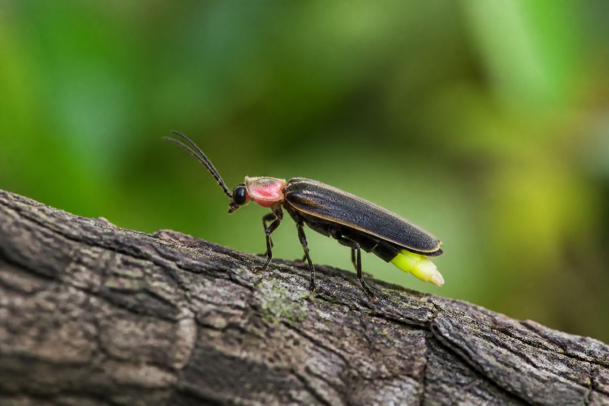 Top 10 Facts About Fireflies: Glow, Larvae, and Species