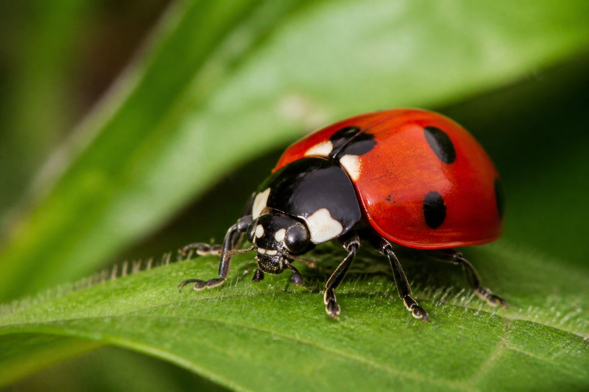 Top 10 Facts About Ladybugs: Spots, Species, and Aphids