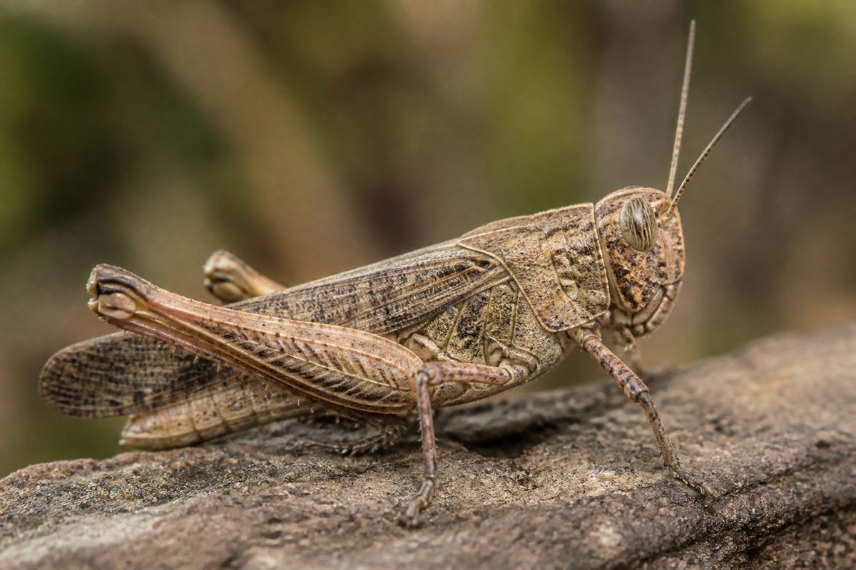 Top 10 Facts About Locusts: Swarms, Crowding, and Outbreaks
