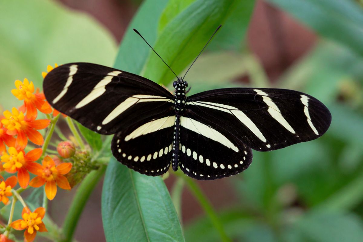 Top 10 Facts About Zebra Longwing Butterflies: Wings, Roosts