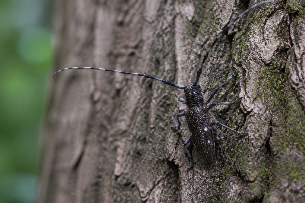 Understanding Microhabitats: Small Spaces That Impact Bug Survival