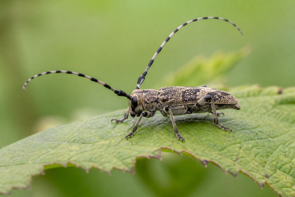 Understanding the Influence of Terrestrial Ecosystems on Insect Diversity