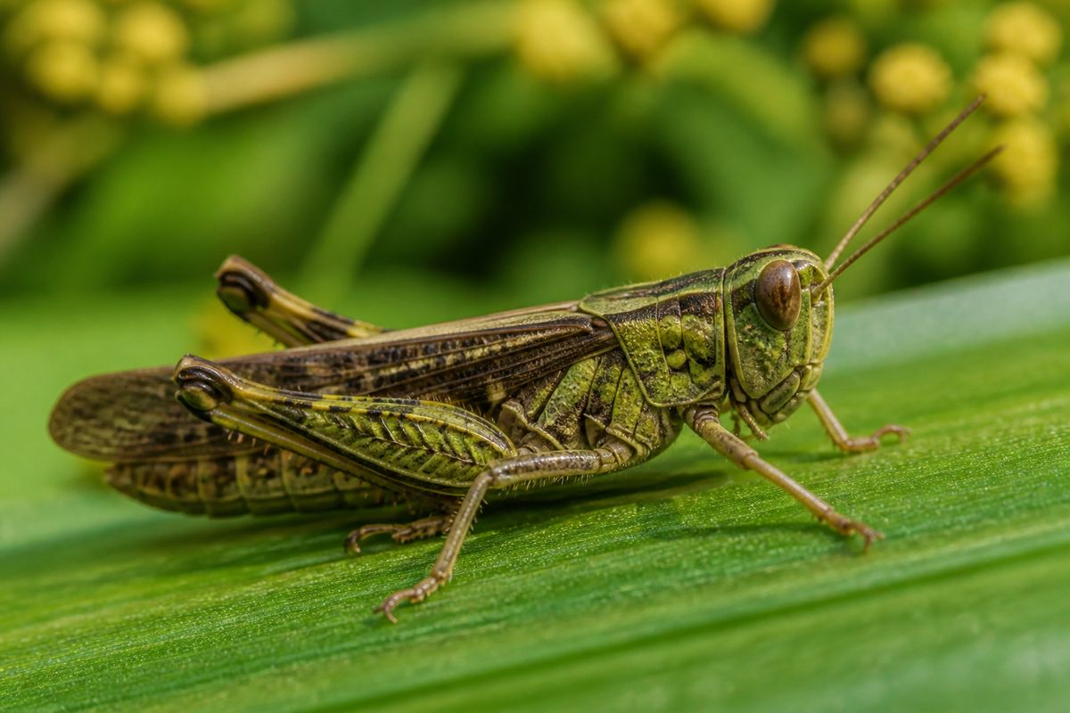 Understanding the Respiratory System in Grasshoppers