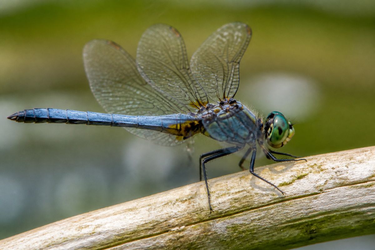 What Are The Benefits of Dragonflies to Mosquito Control