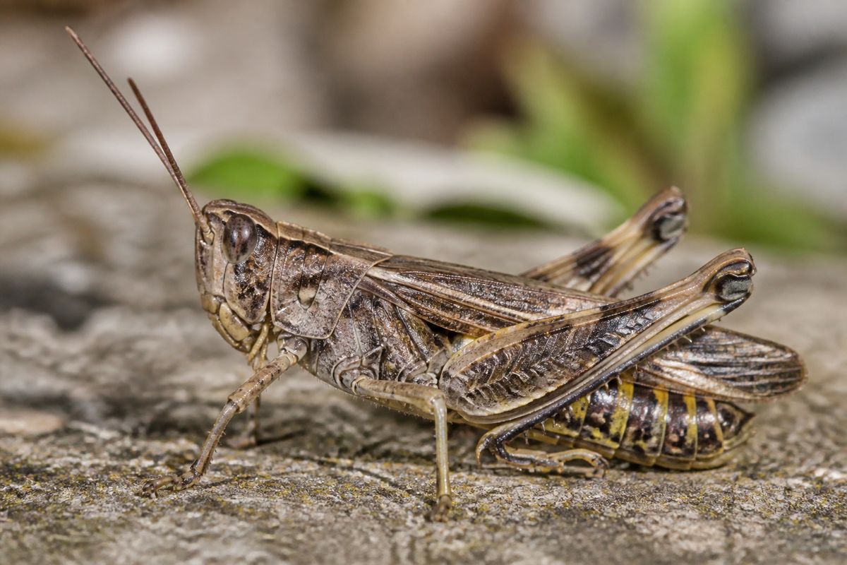What Are The Benefits of Grasshoppers as a Protein Source
