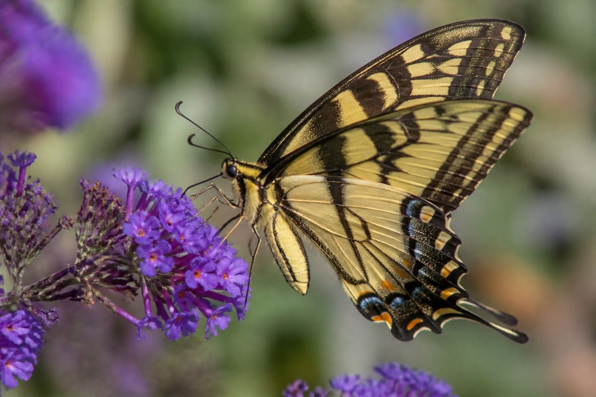 What Are The Benefits of Swallowtail Butterflies to Gardens