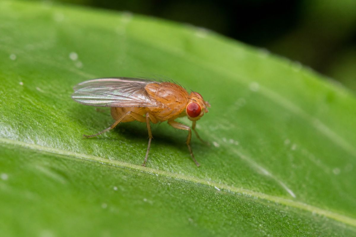 What Are the Characteristics of Fruit Flies? Wing-Buzz Courtship