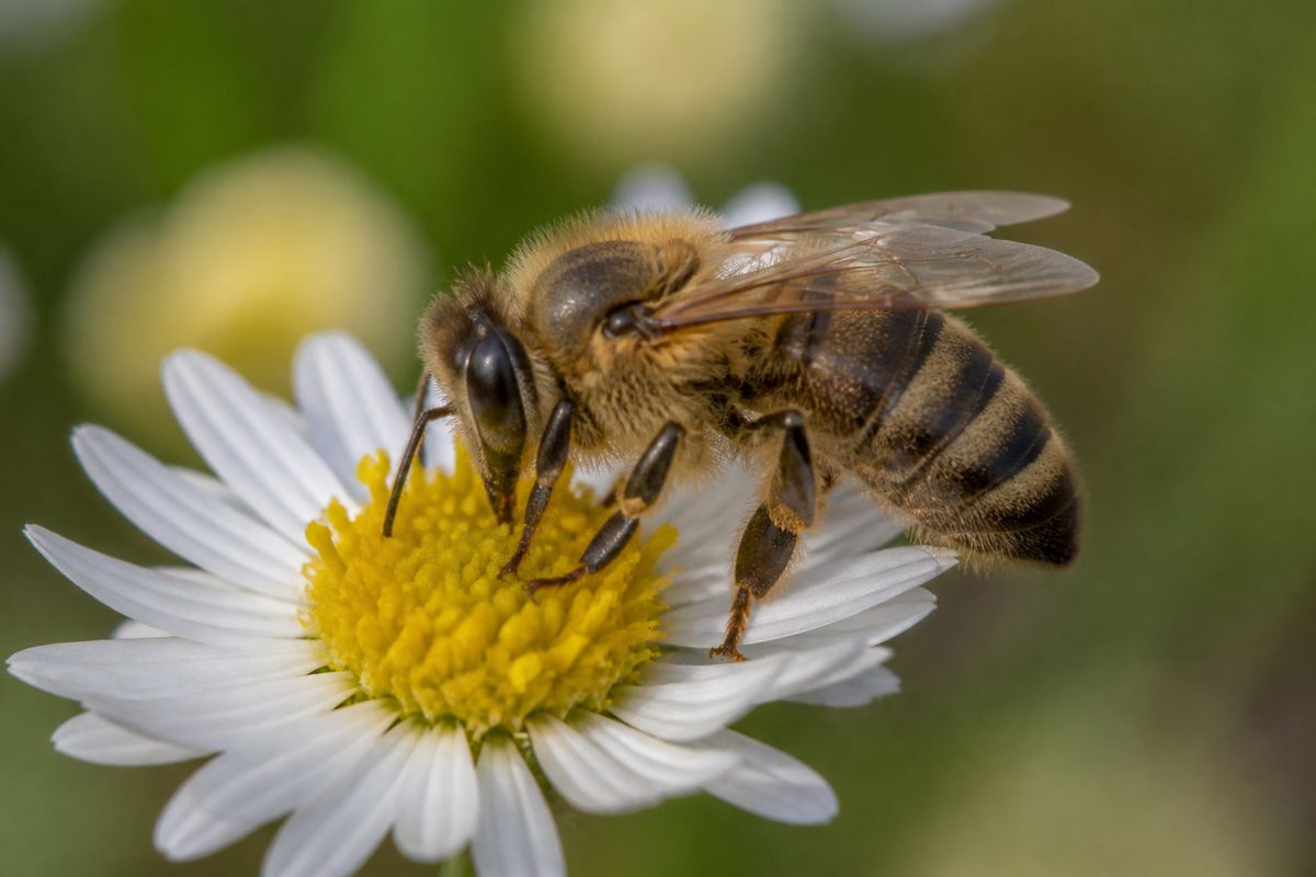 What Are the Characteristics of Honey Bees? Size to Sting