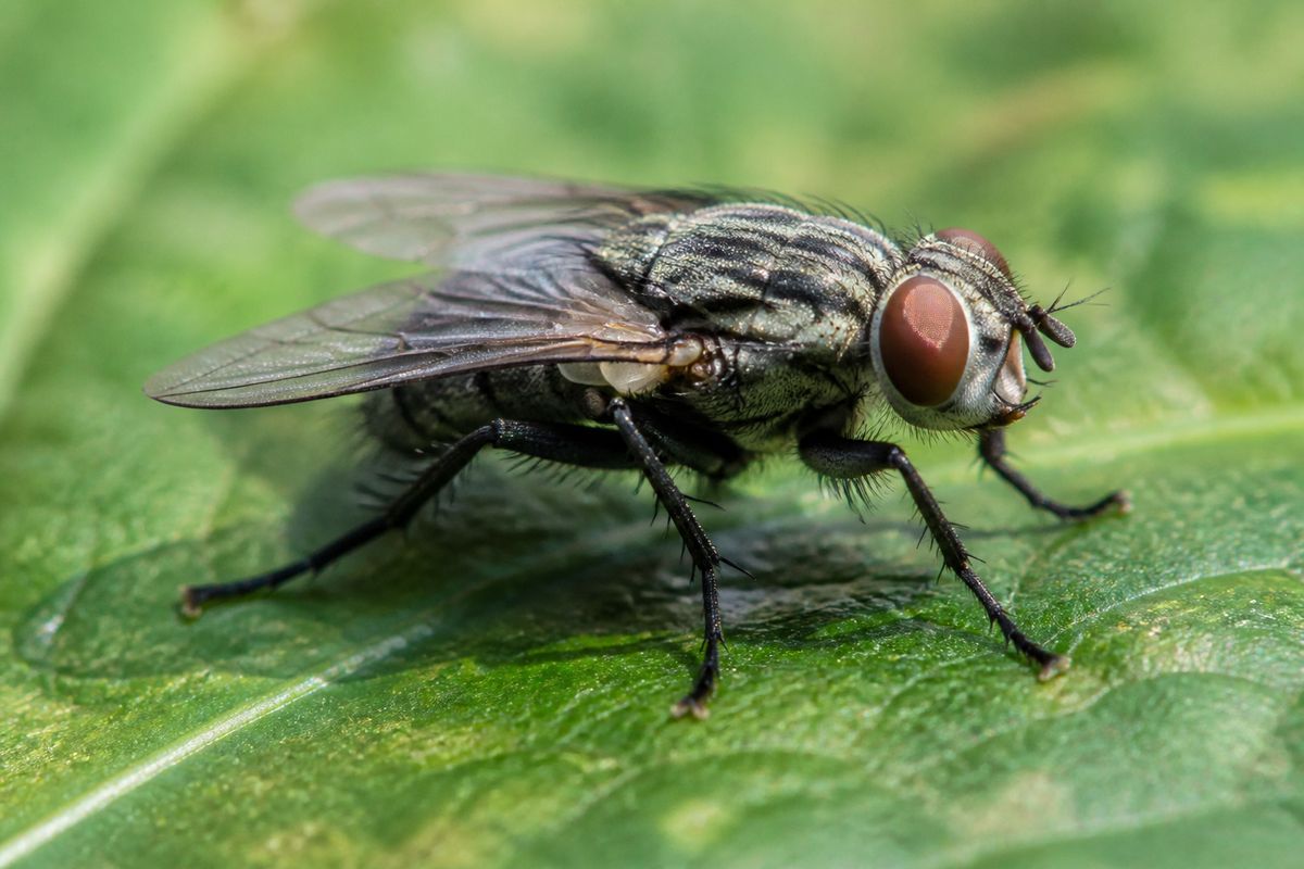 What Are the Characteristics of Houseflies? Stripes and Speed
