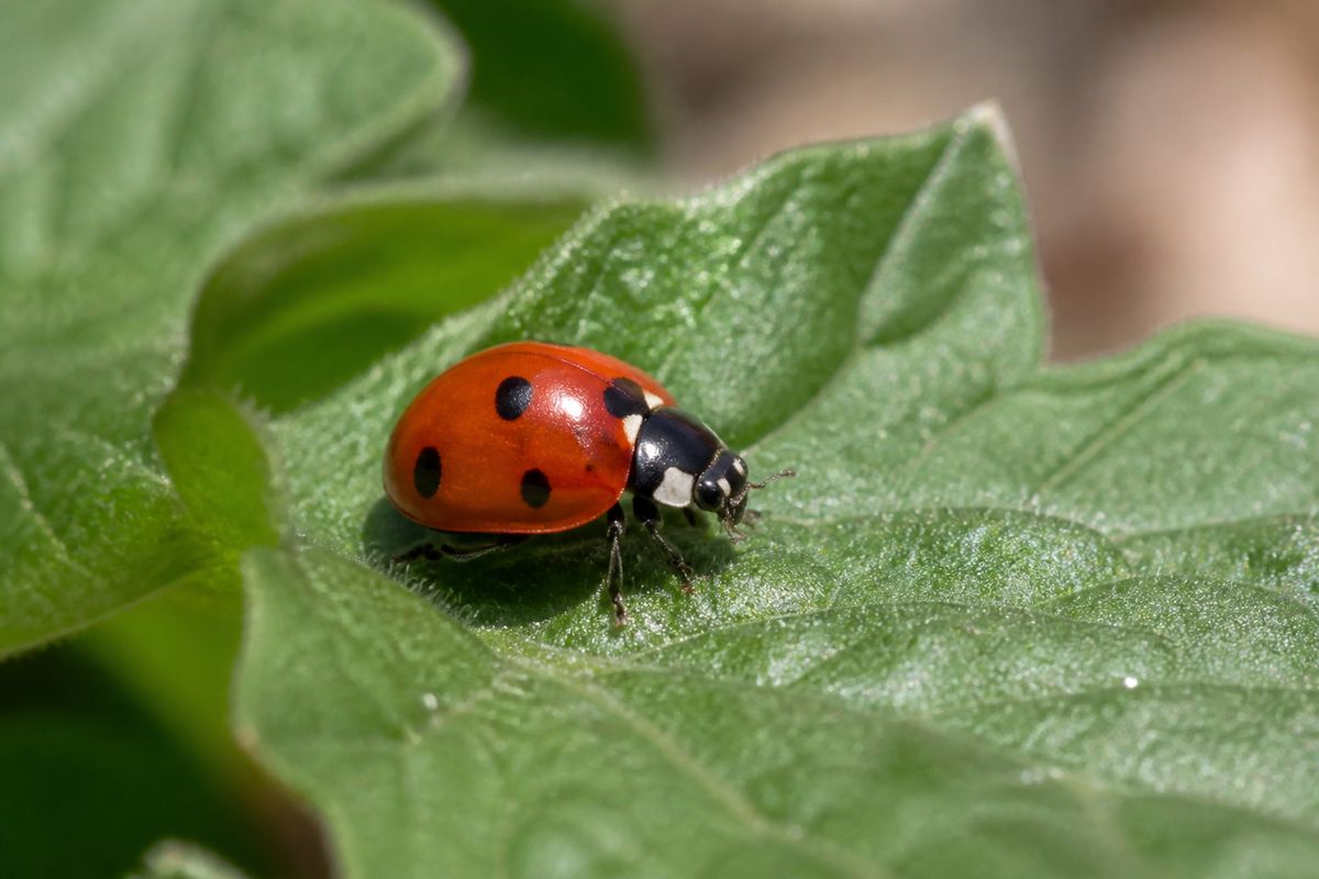 What Are the Characteristics of Ladybugs? 100 Aphids a Day