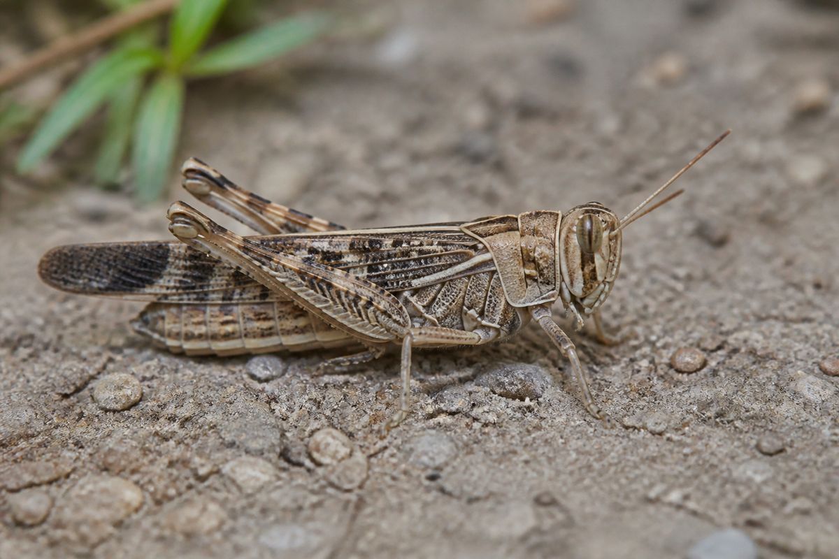 What Are the Characteristics of Locusts? Phase, Color, Diet