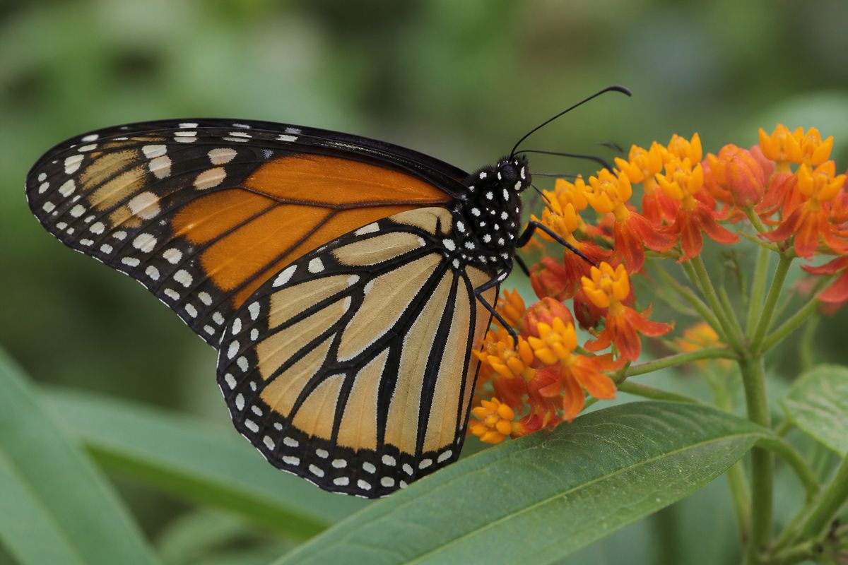 What Are the Characteristics of Monarch Butterflies? Toxic Diet