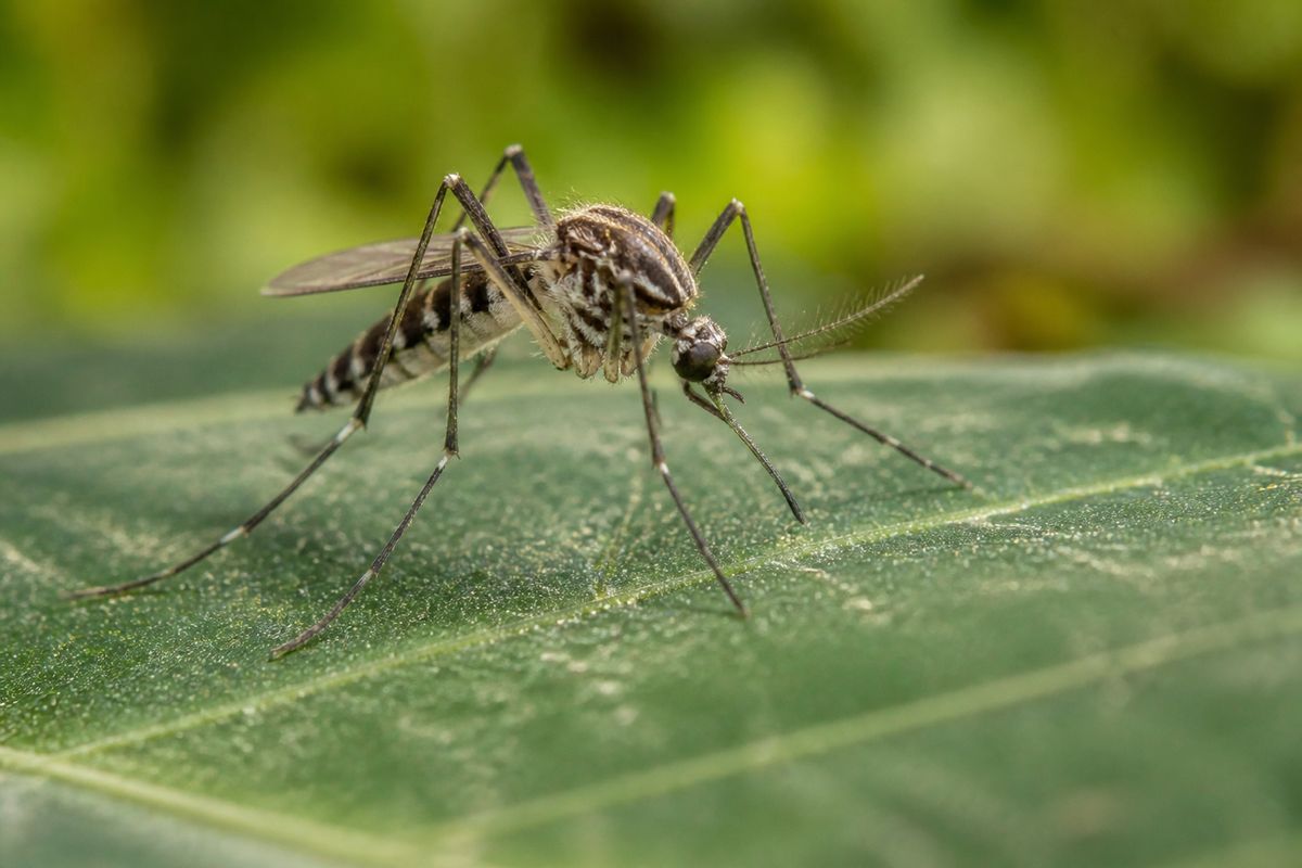 What Are the Characteristics of Mosquitoes? Size to Swarm