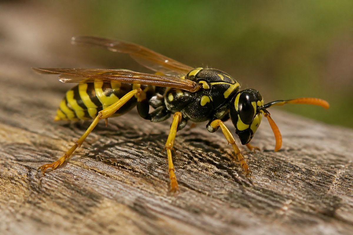 What Are the Characteristics of Yellowjackets? Nest to Sting