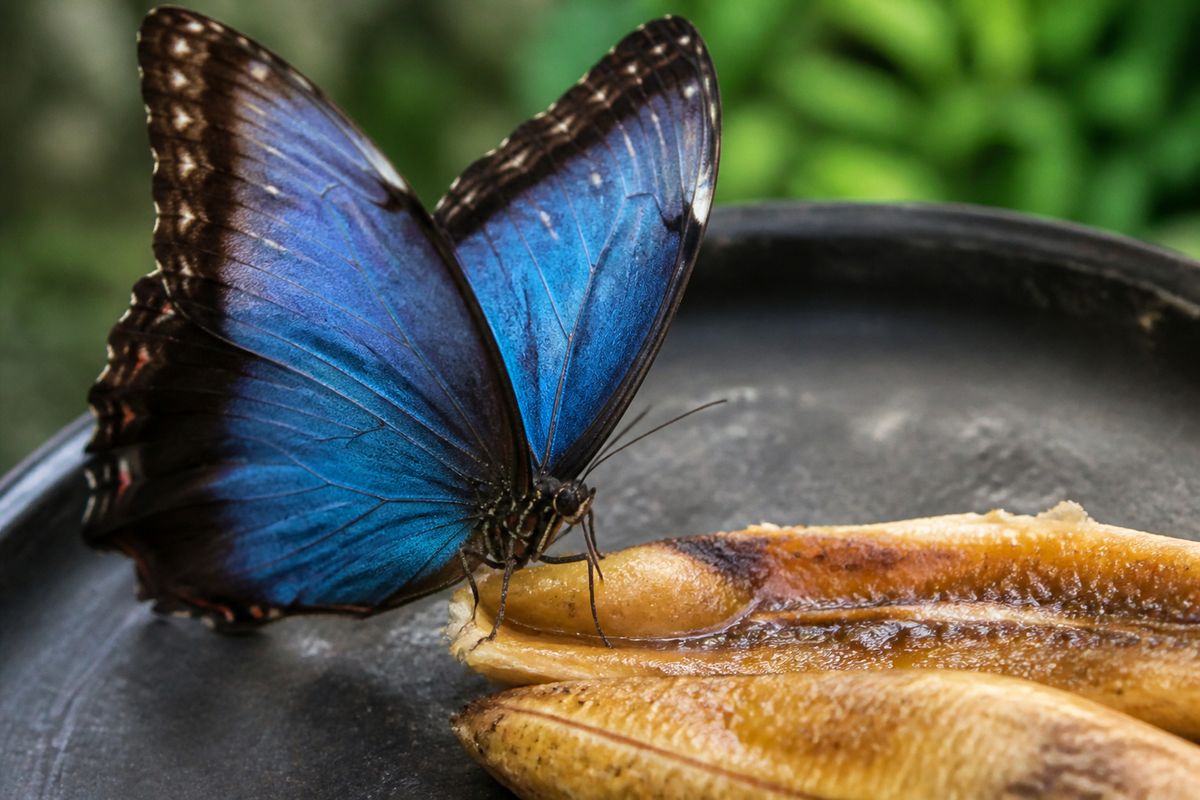 What Do Blue Morpho Butterflies Eat? Rotting Fruit, Not Nectar