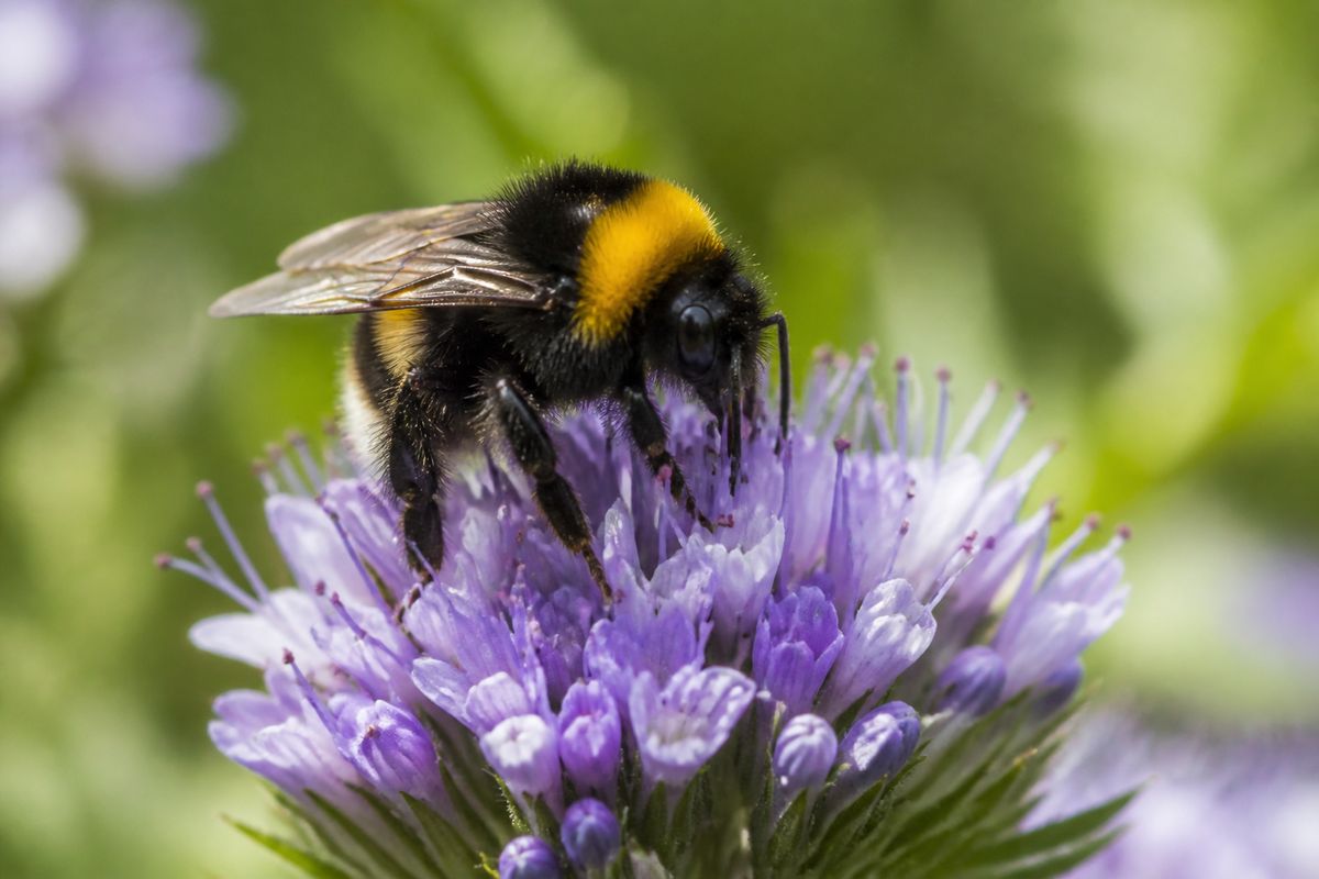 What Do Bumblebees Eat? Nectar, Pollen, and Buzz Pollination