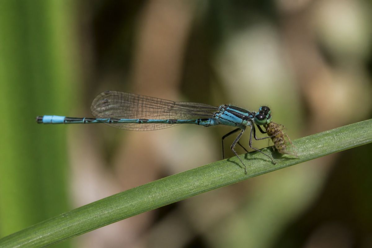 What Do Damselflies Eat? Diet and Feeding Habits