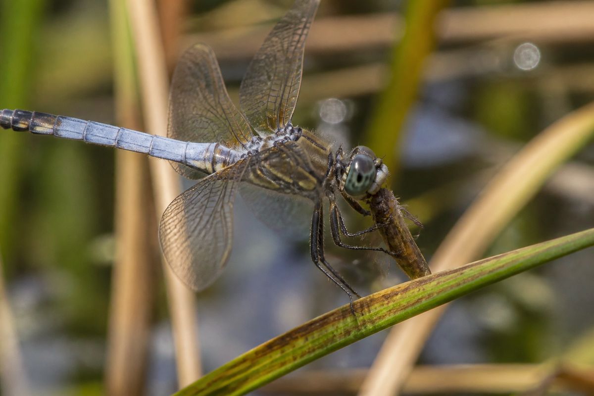 What Do Dragonflies Eat? Mosquito Larvae to Airborne Prey