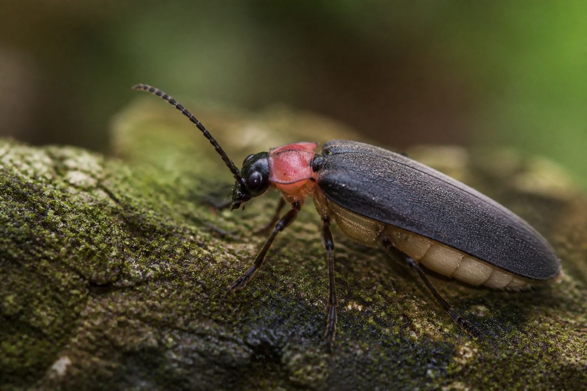 What Do Fireflies Eat? Larvae Feed on Snails and Slugs
