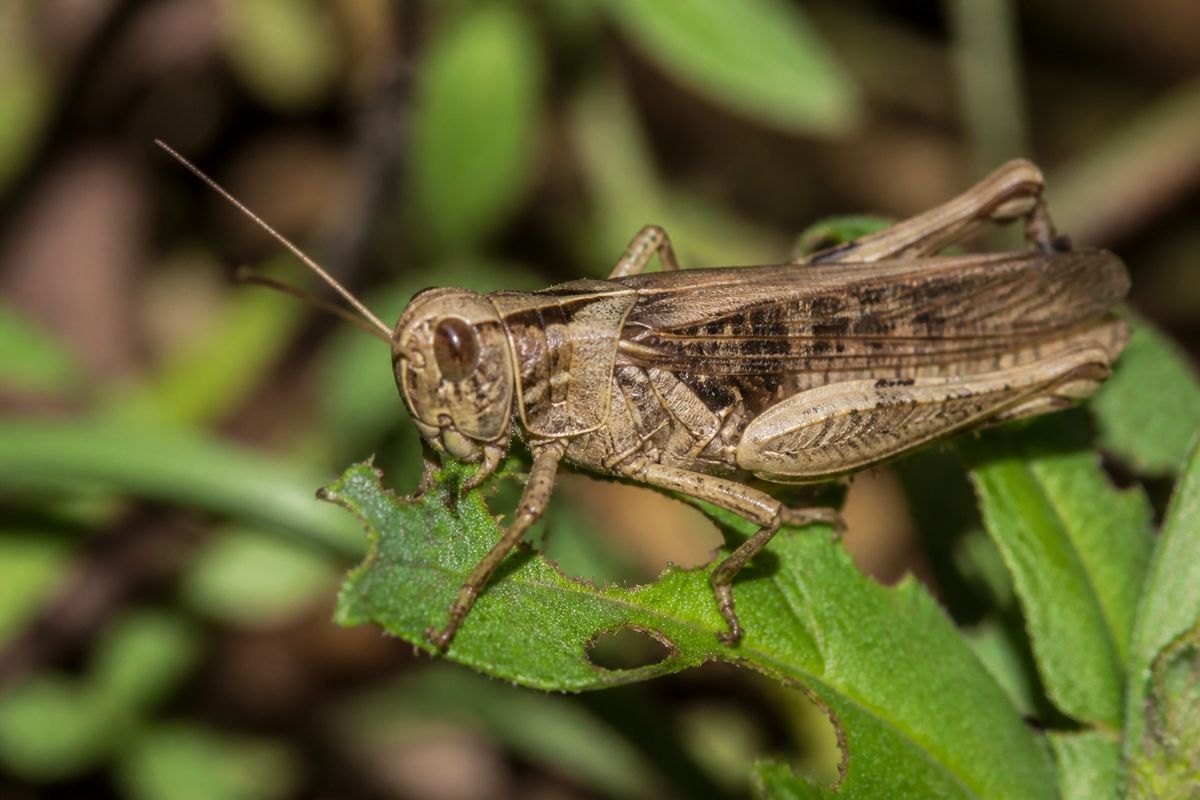 What Do Grasshoppers Eat? Mostly Grasses and Forbs