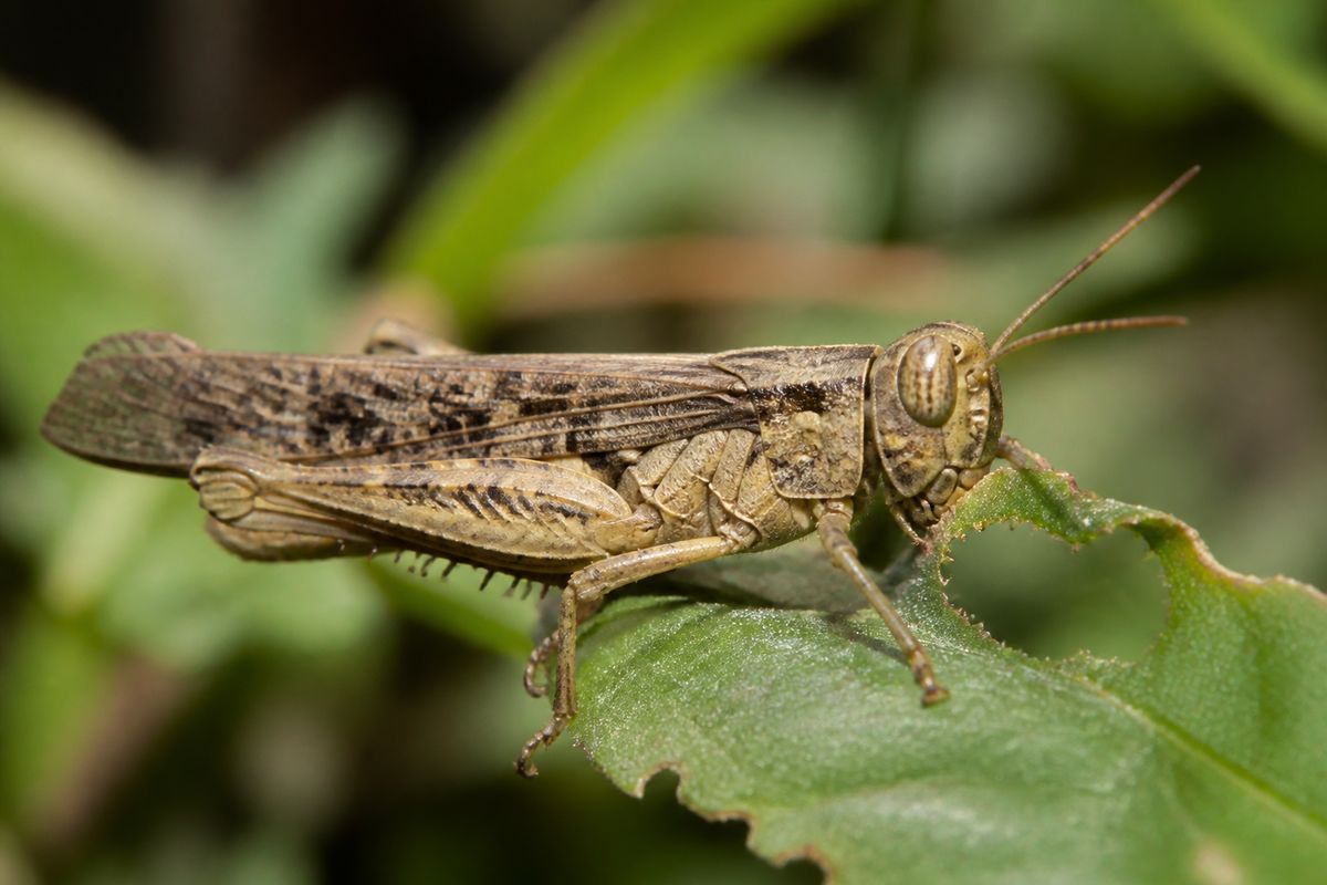 What Do Locusts Eat? Grasses, Crops, and Swarm Feeding