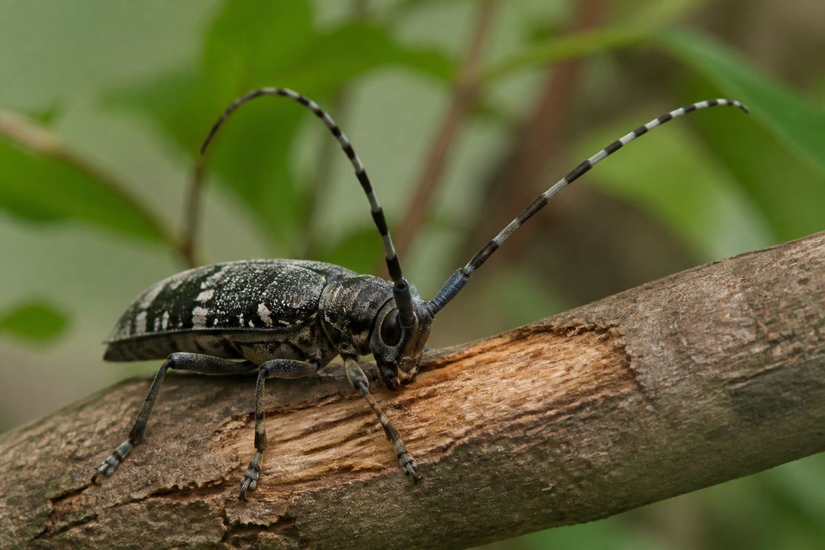 What Do Longhorn Beetles Eat? Wood, Bark and Sap