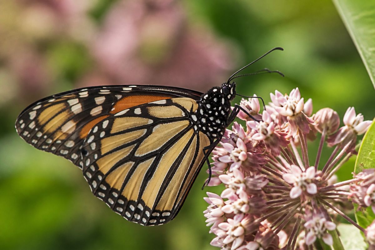 What Do Monarch Butterflies Eat? Milkweed and Nectar