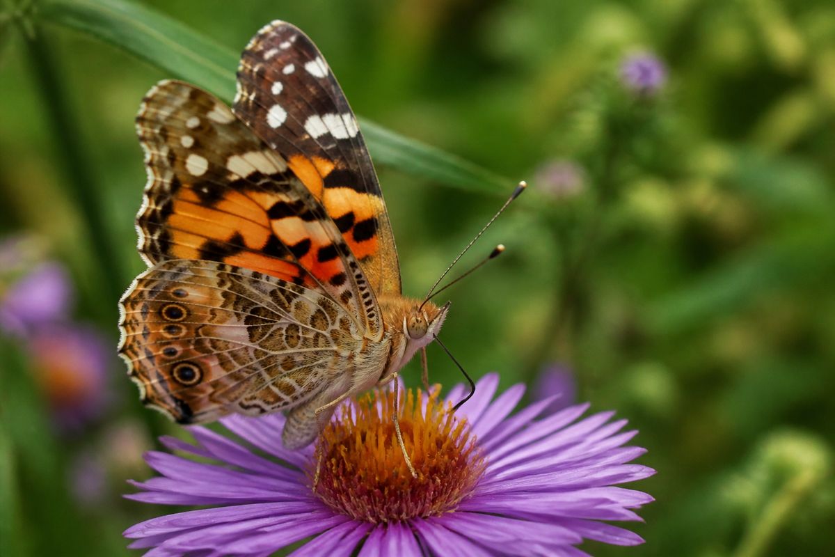 What Do Painted Lady Butterflies Eat? Thistles to Nectar