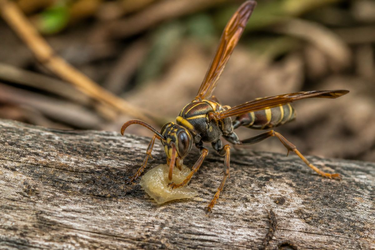 What Do Paper Wasps Eat? Chewed Prey, Nectar, and Honeydew
