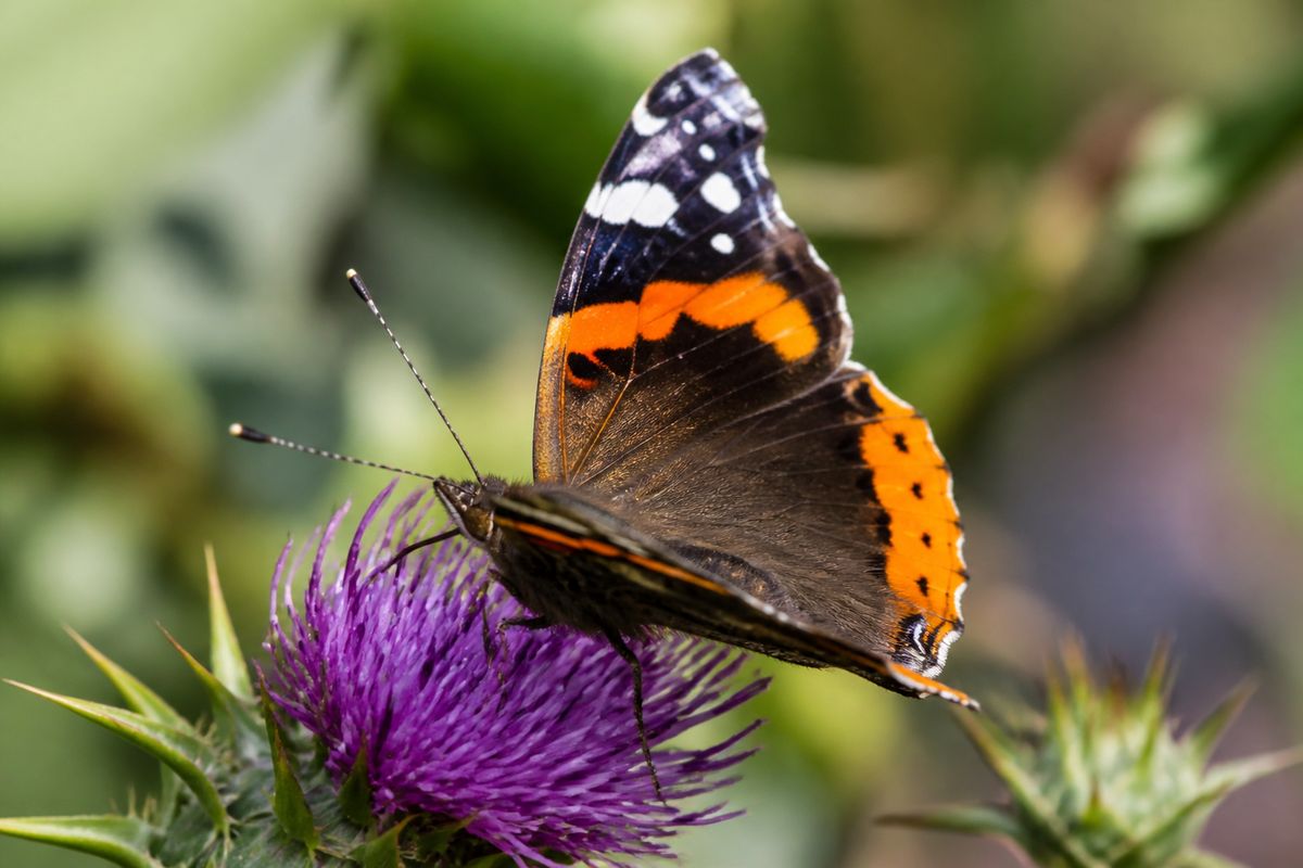 What Do Red Admiral Butterflies Eat? Nettle, Sap, and Fruit