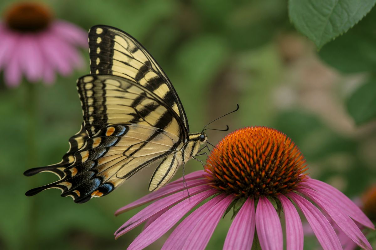 What Do Swallowtail Butterflies Eat? Host Plants to Nectar