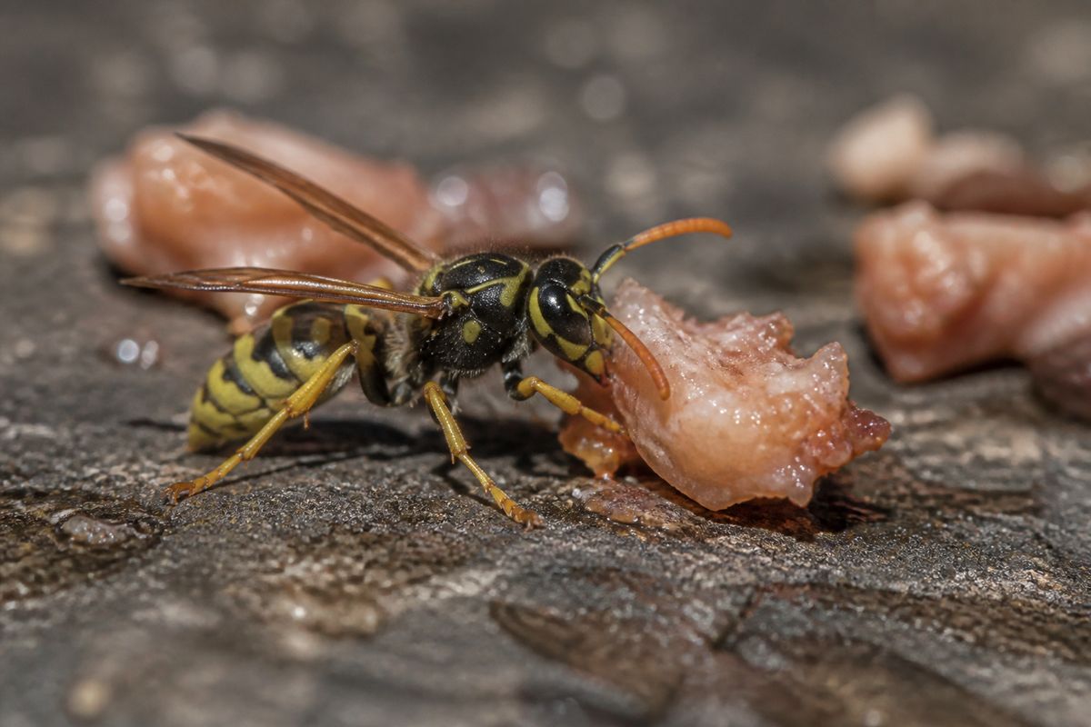 What Do Yellowjackets Eat? Prey, Sweets, and Carrion