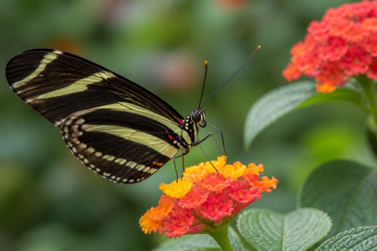 What Do Zebra Longwing Butterflies Eat? Pollen for Protein