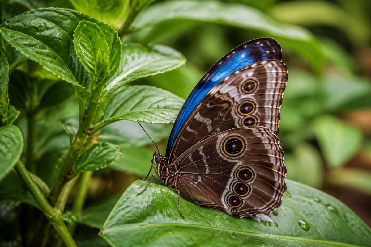 What Is the Life Cycle of Blue Morpho Butterflies? Egg to Adult