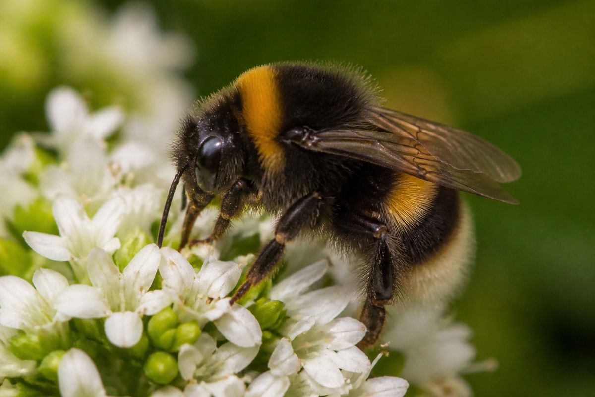 What Is the Life Cycle of Bumblebees? Egg to New Queen